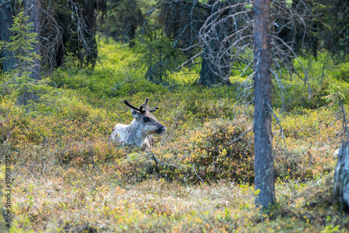 Wildlife portrait of a of reindeer in the wilderness in lappland/north sweden near arvidsjaur. Santas helper, animal and traveling, outdoor concept. photo