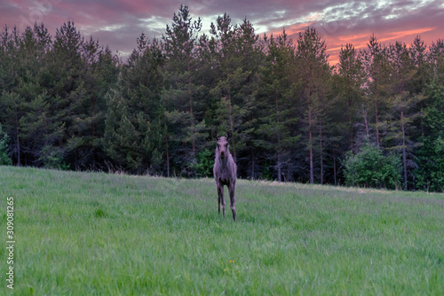 Curious little young moose staring outdoors in the wilderness with dramatic red sunset skies. Wildlife and animal concept. © Jon Anders Wiken