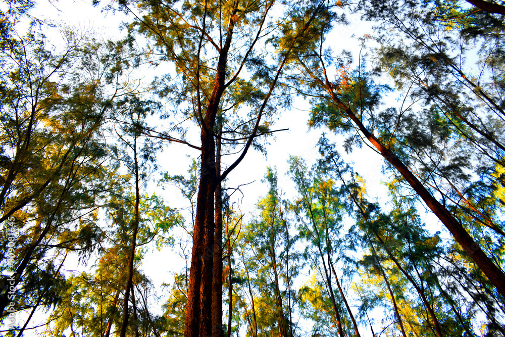 Obraz premium yellow tree in autumn
