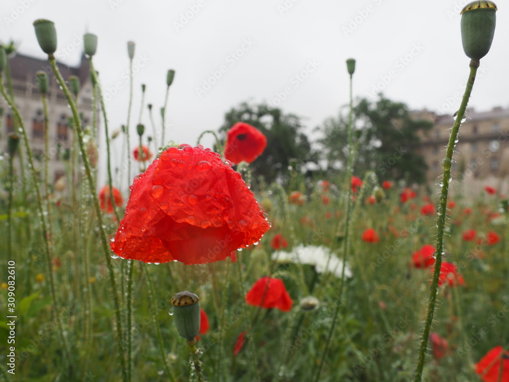 Obraz premium Poppies and Parliament