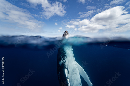 Humpback whale surfaced split 