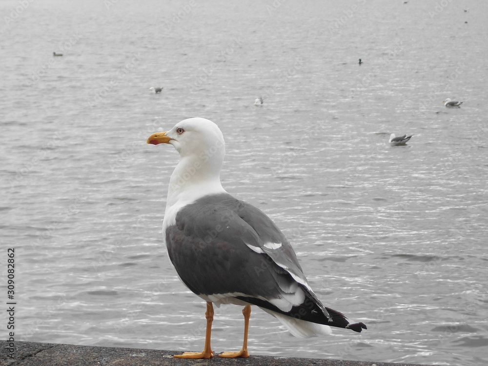 Seagull on harbour wall in Reykjavik City Seagull on harbour wall in Reykjavik City
