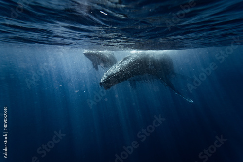 Fotografie, Obraz Mama whale with baby whale swims