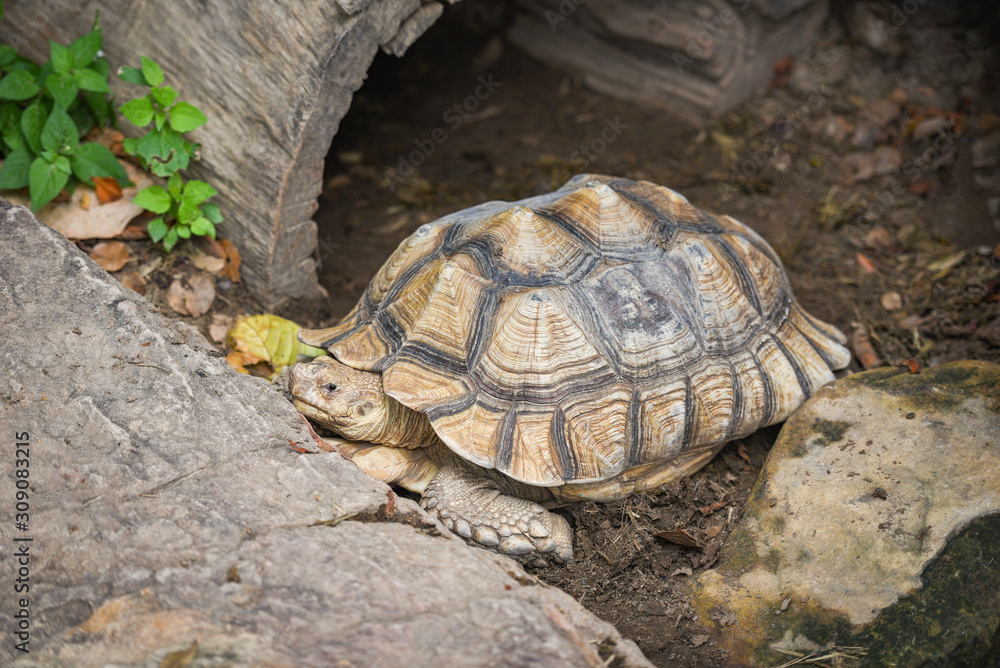 African spurred tortoise - Close up turtle lying on ground African spurred tortoise - Close up turtle lying on ground