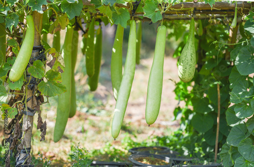 фотографія Indian vegetables long winter melon gourd bottle - Calabash gourd or bottle gour