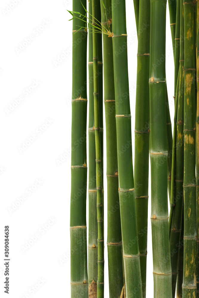 Bamboo isolated on white background. Clipping path Bamboo isolated on white background. Clipping path