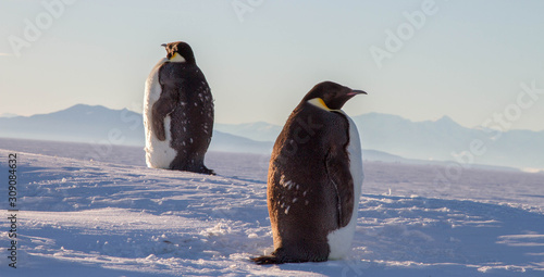 emperor penguin, McMurdo Station, Antarctica, Molting photo