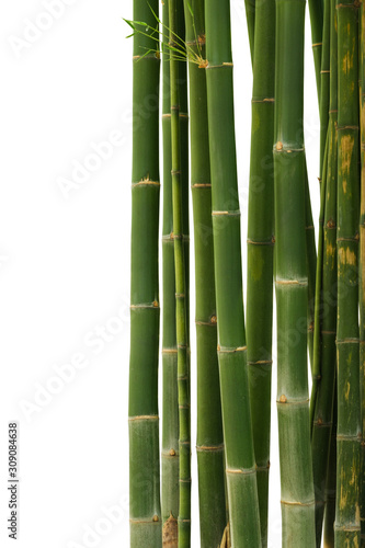 Bamboo isolated on white background. Clipping path