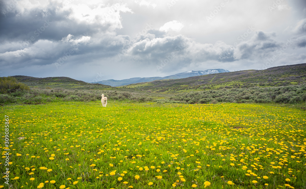 Traildog in Meadow of Yellow #1