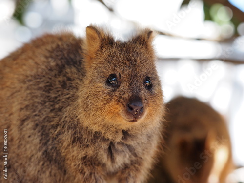 クォッカワラビー　Quokka wallaby in Rottnest island