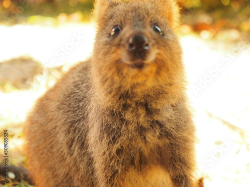 クォッカワラビー Quokka wallaby in Rottnest island