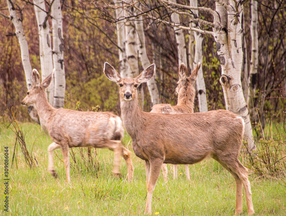 Mule Deer on Grand Mesa #3