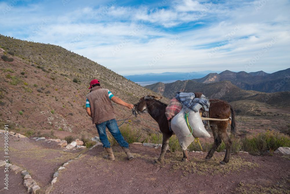 Farmer pulling his donkey between the mountains of Real de Catorce, San Luis Potosi, Mexico, desert in the center of the country