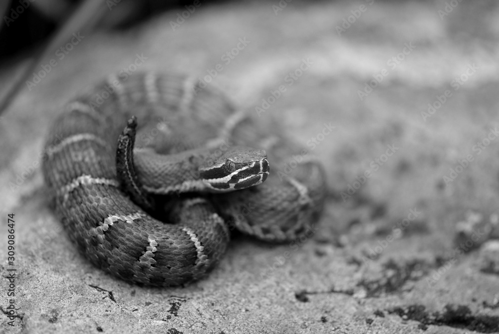 Obraz premium Crotalus willardi willardi
