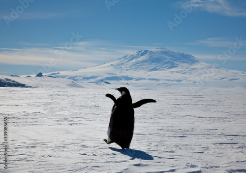 Adelie Penguin, Mt Erebus, McMurdo Station, Antarctica
