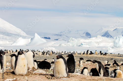 Penguin Colony, Cape Hallett, Antarctic photo