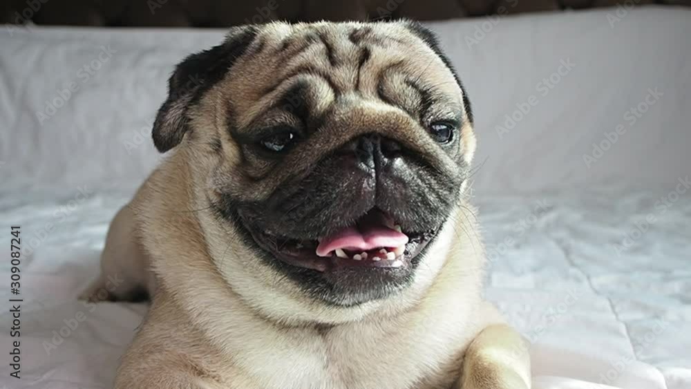 Cute pug dog breed lying on blanket on white bed in bedroom smile with funny face and feeling so happiness after wake up in the morning,Healthy Purebred dog Concept Cute pug dog breed lying on blanket on white bed in bedroom smile with funny face and feeling so happiness after wake up in the morning,Healthy Purebred dog Concept
