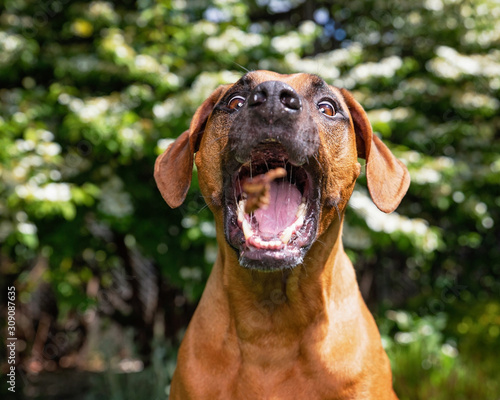 Slika na platnu Beautiful rhodesian ridgeback catching a treat in front of a pretty garden