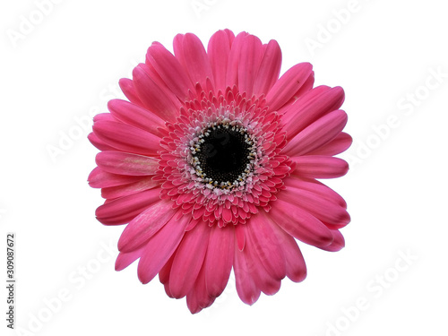 Gerbera flower isolated on white background. Gerbera daisy or Pink flower for flower frame or other decoration.