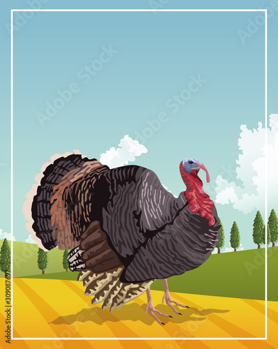 turkey animal farm in the camp scene