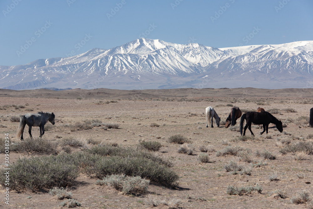 horses in the grassland of Mongolia