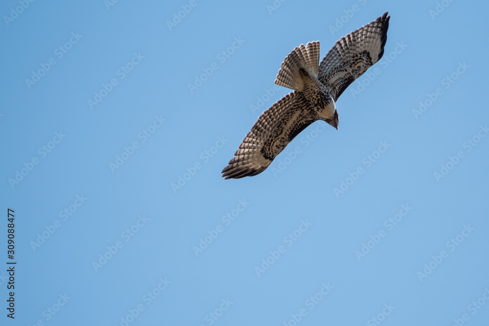 Obraz premium hawk soaring flying in blue sky.