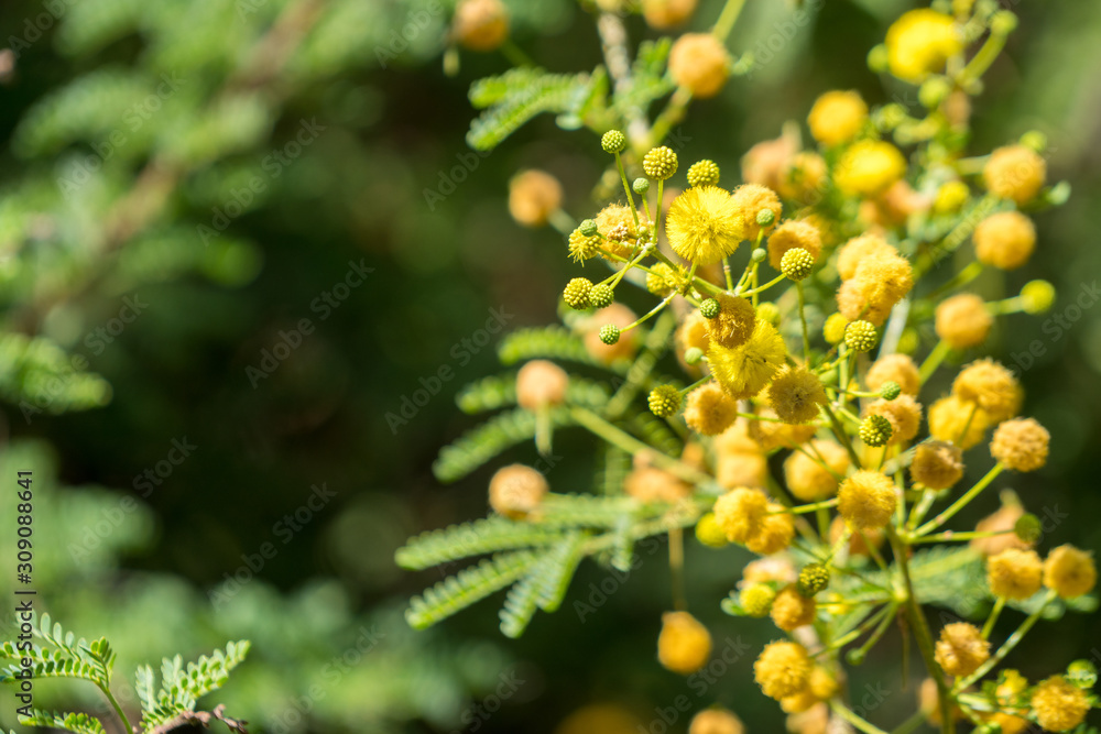 yellow flowers light balls on tree branch tree