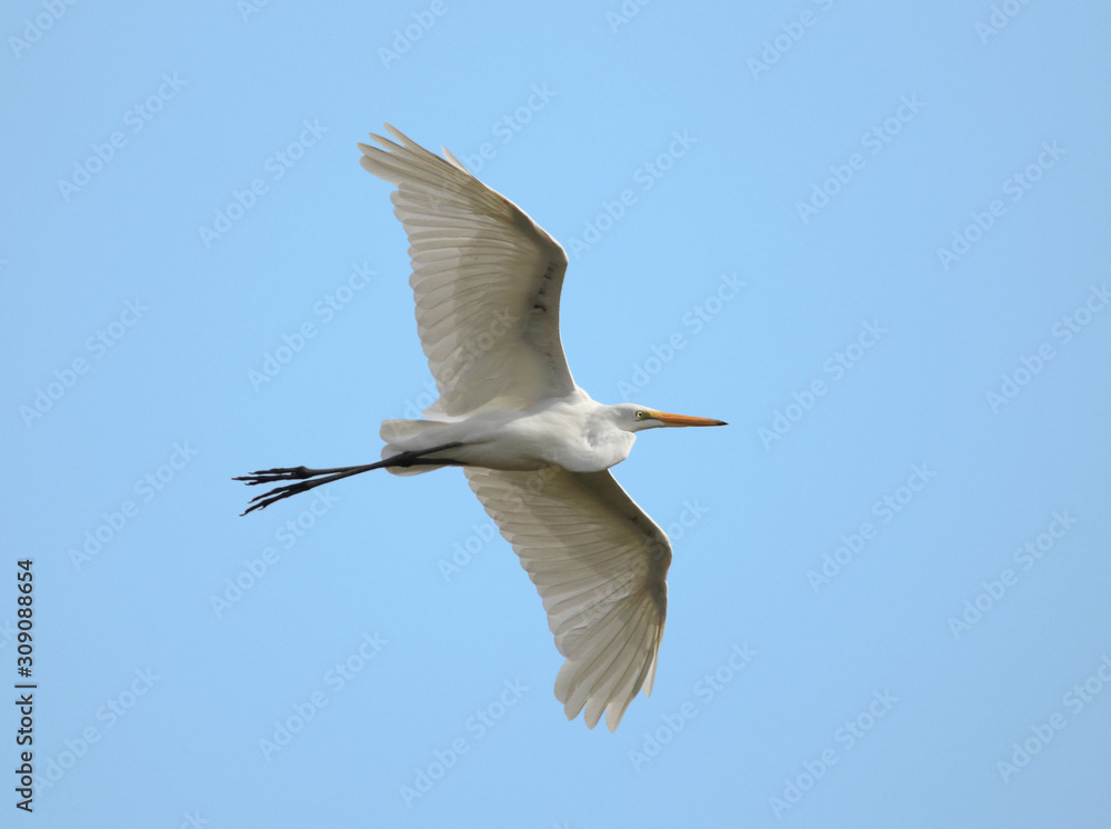 great white egret flying in a blue sky on a hot summer day great white egret flying in a blue sky on a hot summer day