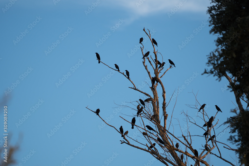 black birds perched on a dead leafless tree. black birds perched on a dead leafless tree.