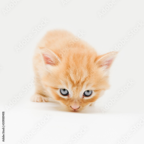 Cute little ginger persian kitten on white background