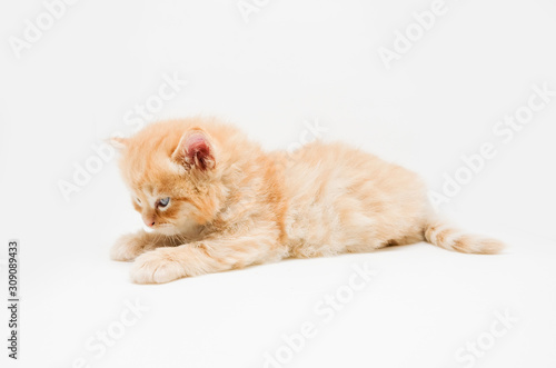 Cute little ginger persian kitten on white background