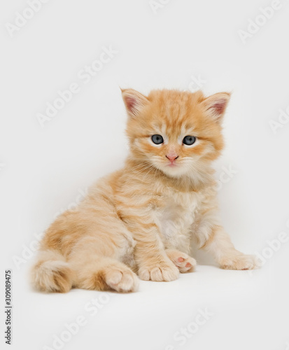 Cute little ginger persian kitten on white background © kwanbenz