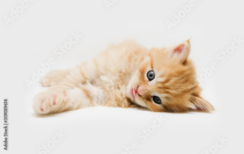 Fototapeta Naklejka Na Ścianę i Meble -  Cute little ginger persian kitten on white background