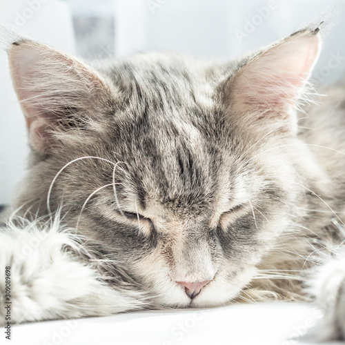 Sleepy grey maincoon cat
