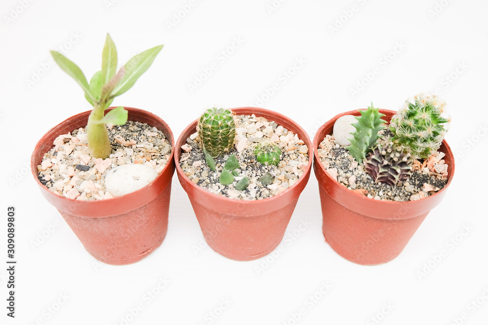 Small cactus in pot isolated on white background Small cactus in pot isolated on white background
