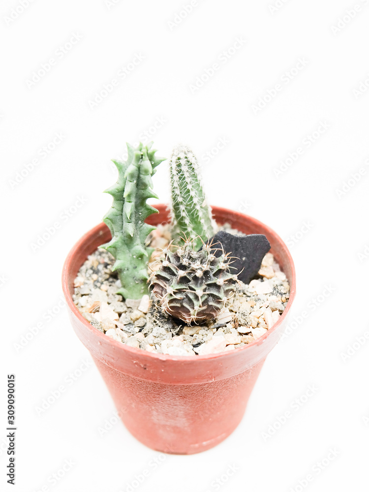 Small cactus in pot isolated on white background Small cactus in pot isolated on white background
