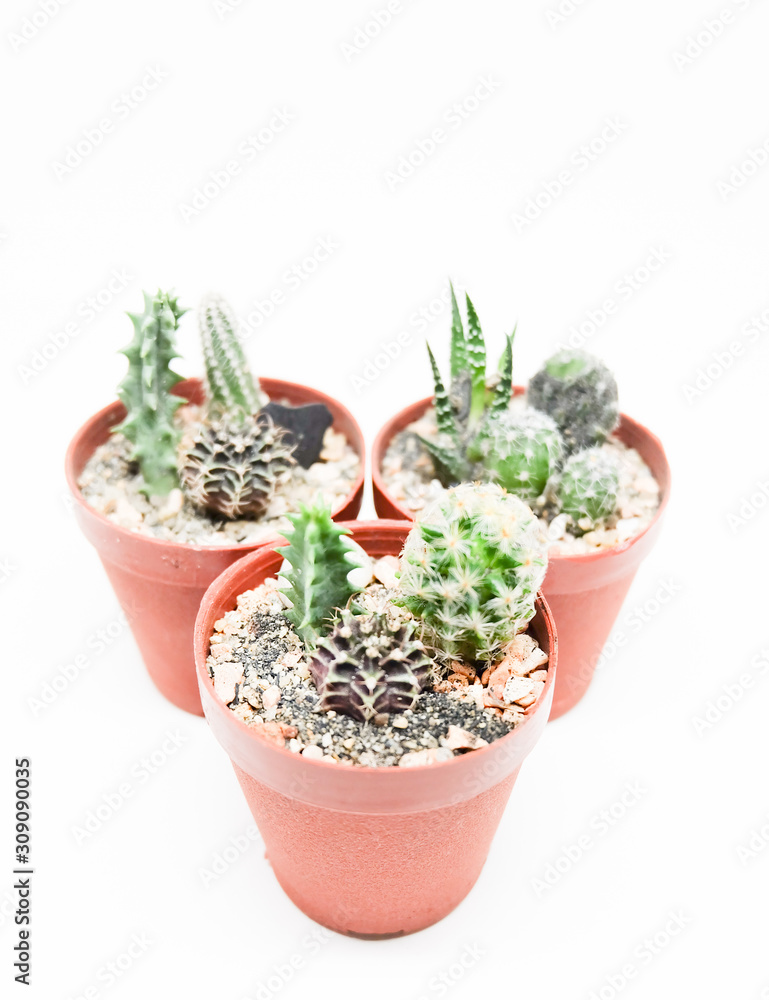 Fototapeta premium Small cactus in pot isolated on white background