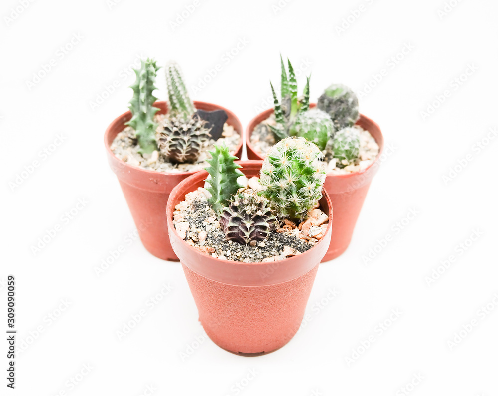 Small cactus in pot isolated on white background