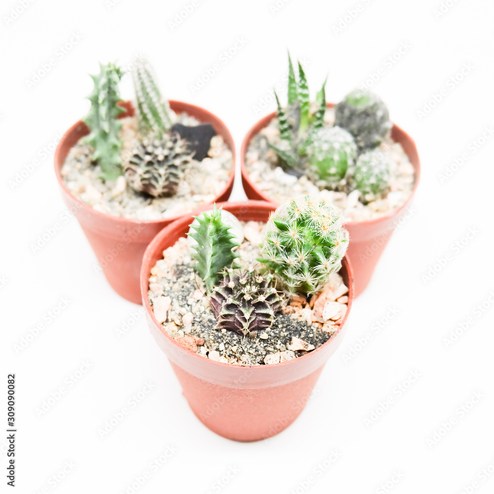 Small cactus in pot isolated on white background Small cactus in pot isolated on white background
