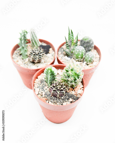 Small cactus in pot isolated on white background