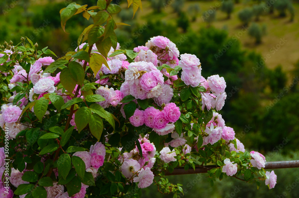 pink flowers in garden