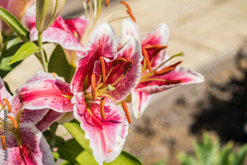 Blooming lily flowers on the garden. Shallow depth of field.