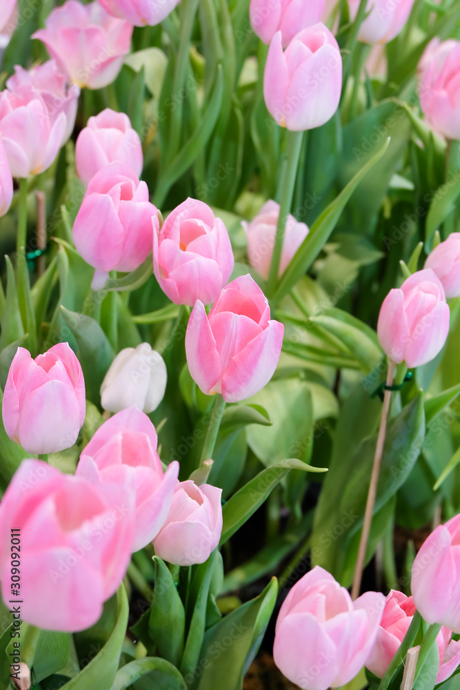 Pink tulips in a field