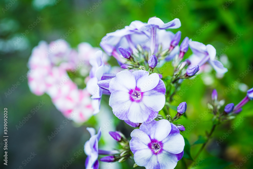 Blooming phlox in the garden. Shallow depth of field.