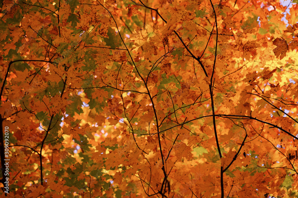Background. Autumn leaves. Outdoor. Yellow orange red foliage of autumn forest. Background. Autumn leaves. Outdoor. Yellow orange red foliage of autumn forest.