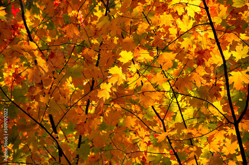Background. Autumn leaves. Outdoor. Yellow orange red foliage of autumn forest.