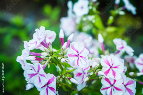 Blooming phlox in the garden. Shallow depth of field.