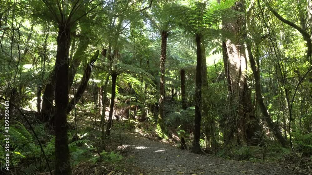 A New Zealand walking trail in Kaitoke amongst native bush sliding from right to left A New Zealand walking trail in Kaitoke amongst native bush sliding from right to left