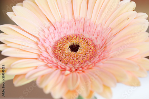 Beautiful close up gerbera flower for background 