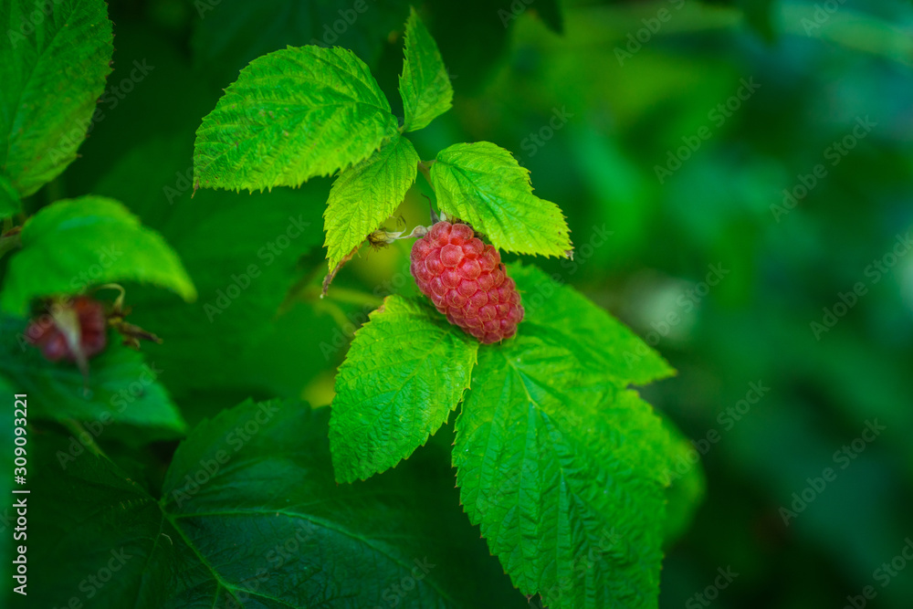 Branch with ripe raspberry in the garden. Selective focus. Shallow depth of field. Branch with ripe raspberry in the garden. Selective focus. Shallow depth of field.